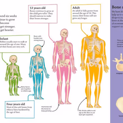 ISBN DKfindout! Human Body livre Biologie Anglais