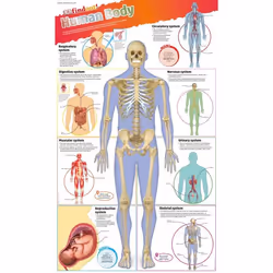 ISBN DKfindout! Human Body Poster, Biologie, Anglais, Livre broché, 1 pages