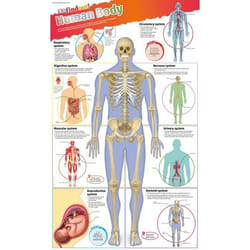 ISBN DKfindout! Human Body Poster livre Biologie Anglais