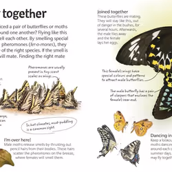 ISBN Butterflies and Moths livre enfants & adolescents Anglais Couverture rigide