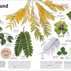ISBN Trees, Leaves, Flowers & Seeds livre Education Anglais Couverture rigide