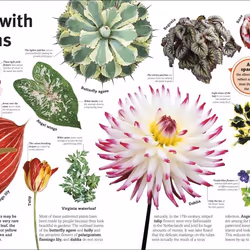 ISBN Trees, Leaves, Flowers & Seeds livre Education Anglais Couverture rigide