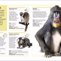 ISBN Animals livre enfants & adolescents Anglais