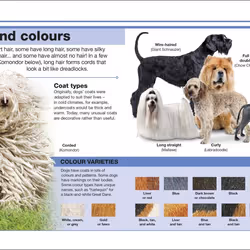 ISBN Pocket Eyewitness Dogs livre enfants & adolescents Anglais