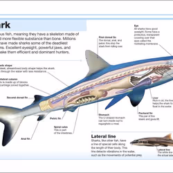 ISBN Pocket Eyewitness Sharks livre enfants & adolescents Anglais