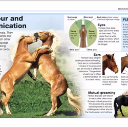 ISBN Pocket Eyewitness Horses livre enfants & adolescents Anglais