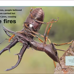 ISBN Pocket Eyewitness Insects livre enfants & adolescents Anglais