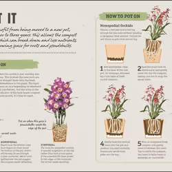 ISBN Happy Orchid livre maison & jardin Anglais Couverture rigide