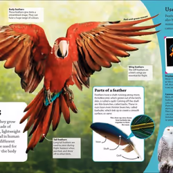ISBN DKfindout! Birds livre enfants & adolescents Anglais