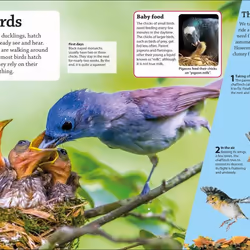 ISBN DKfindout! Birds livre enfants & adolescents Anglais