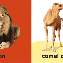 ISBN Baby Touch and Feel Bible Animals livre enfants & adolescents Anglais Couverture rigide