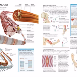 ISBN The Human Body Book livre Education Anglais Couverture rigide