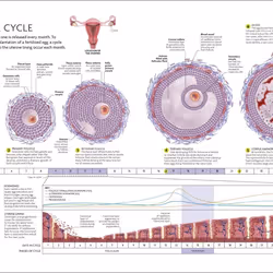 ISBN The Science of Pregnancy livre Santé, esprit et corps Anglais Couverture rigide