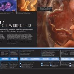 ISBN The Science of Pregnancy livre Santé, esprit et corps Anglais Couverture rigide