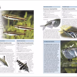 ISBN Encyclopedia of Aquarium and Pond Fish livre Education Anglais Couverture rigide