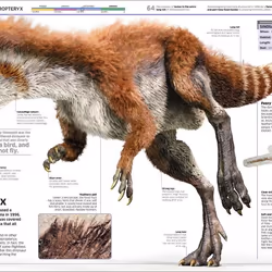 ISBN Knowledge Encyclopedia Dinosaur! livre Dinosaures Anglais Couverture rigide