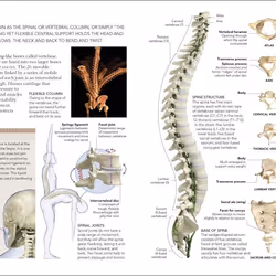 ISBN The Concise Human Body Book livre Education Anglais