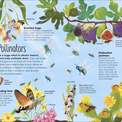 ISBN The Book of Brilliant Bugs livre enfants & adolescents Anglais Couverture rigide