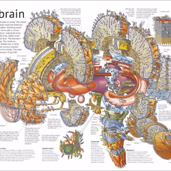 ISBN Stephen Biesty's Incredible Body Cross-Sections livre Biologie Anglais Couverture rigide