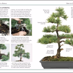 ISBN 101 Essential Tips Bonsai livre maison & jardin Anglais