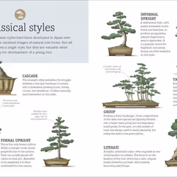 ISBN Happy Bonsai livre maison & jardin Anglais Couverture rigide