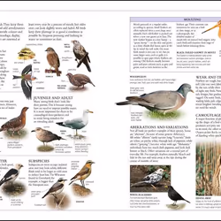 ISBN RSPB Complete Birds of Britain and Europe livre Science & nature Anglais Couverture rigide