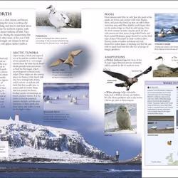 ISBN RSPB Complete Birds of Britain and Europe livre Science & nature Anglais Couverture rigide