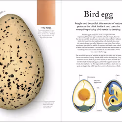 ISBN Nature's Treasures livre Education Anglais Couverture rigide