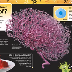 ISBN The Brain Book livre Biologie Anglais Couverture rigide