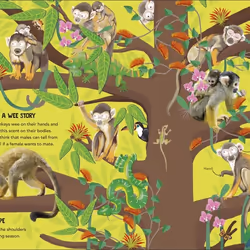 ISBN Animal Teams livre Education Anglais