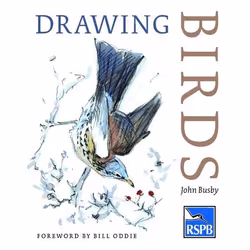 ISBN Drawing Birds, Anglais, Livre broché, 144 pages
