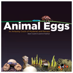 ISBN Animal Eggs, Anglais, Couverture rigide, 48 pages