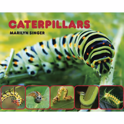 ISBN Caterpillars, Anglais, Couverture rigide, 40 pages