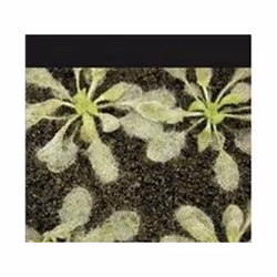 ISBN Molecular Aspects of Plant Disease Resistance : Annual Plant Reviews Vol.34, Science &amp; nature, Anglais, Couverture r ...