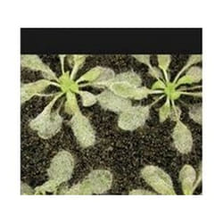 ISBN Molecular Aspects of Plant Disease Resistance : Annual Plant Reviews Vol.34 livre Science & nature Anglais Couverture rigide