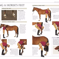 ISBN Complete Horse Care Manual livre Education Anglais Couverture rigide