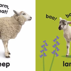 ISBN Baby Touch and Feel Farm Animals livre enfants & adolescents Anglais Couverture rigide