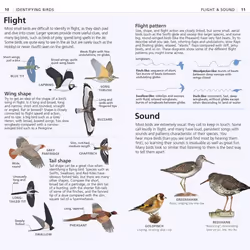 ISBN RSPB What's that Bird? livre Science & nature Anglais
