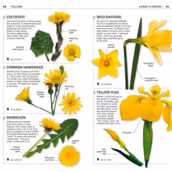 ISBN What's that Flower? livre maison & jardin Anglais
