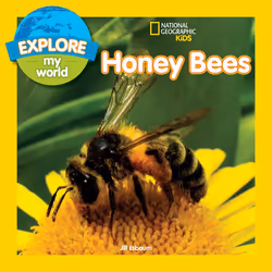 ISBN Explore My World: Honey Bees, Anglais, Livre broché, 32 pages