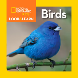 ISBN National Geographic Kids Look and Learn: Birds, Anglais, Couverture rigide, 24 pages