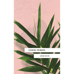 Hachette UK Evening Primrose: a heart-wrenching novel for our times