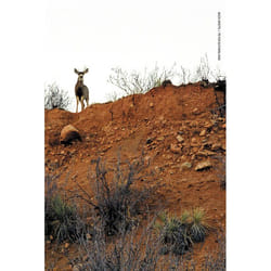 ISBN Buck Shots livre Livre broché 100 pages