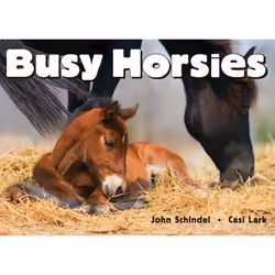 ISBN Busy Horsies, Anglais, Couverture rigide, 20 pages