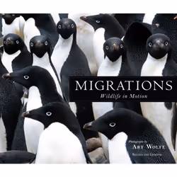 ISBN Migrations, Anglais, Couverture rigide, 168 pages