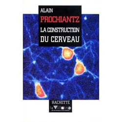 La constuction du cerveau