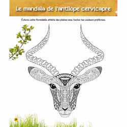 Coloriages magiques UNE SAISON AU ZOO, spécial savane