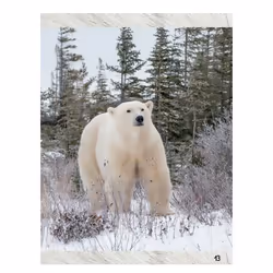 Mes premières Lectures Une SAISON au ZOO - CE1 - La terre des ours polaires (Broché)