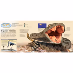 Les Reptiles (Jeunesse) - Vue supplémentaire 3