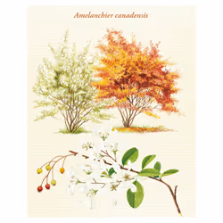 Le Grand Larousse des arbres - Vue supplémentaire 2